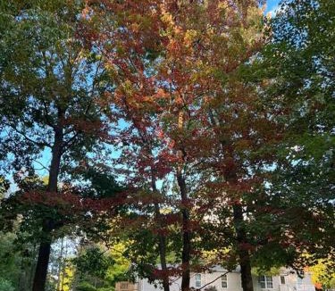 Chester Apartment | Auburn