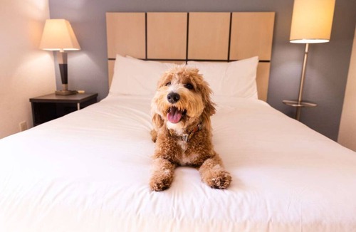 Earth City Hotel | Best Value, Quality Stay! Pets Allowed, Minutes From Frontier Park