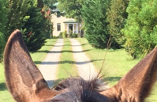 Saint Stephens Church House | Historic 1760 Farm Stay~ Horses, Pond & Peaceful Views
