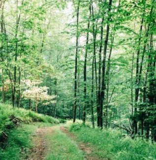 Mehoopany Ski Chalet | Secluded in the Woods Cedar Hot Tub Pet Friendly