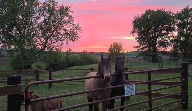 Palomino Spur Suite
