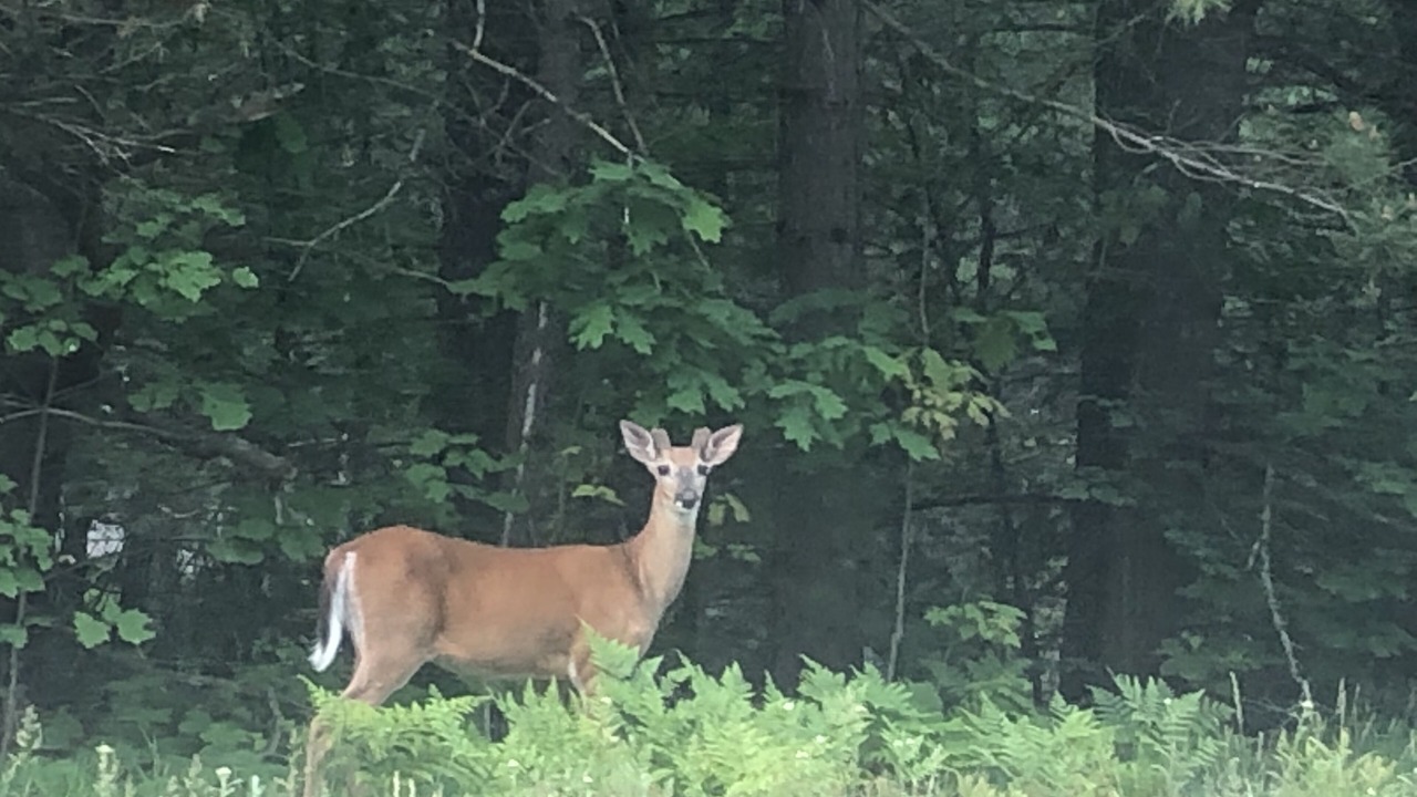 Photo of Others in Boulder Junction