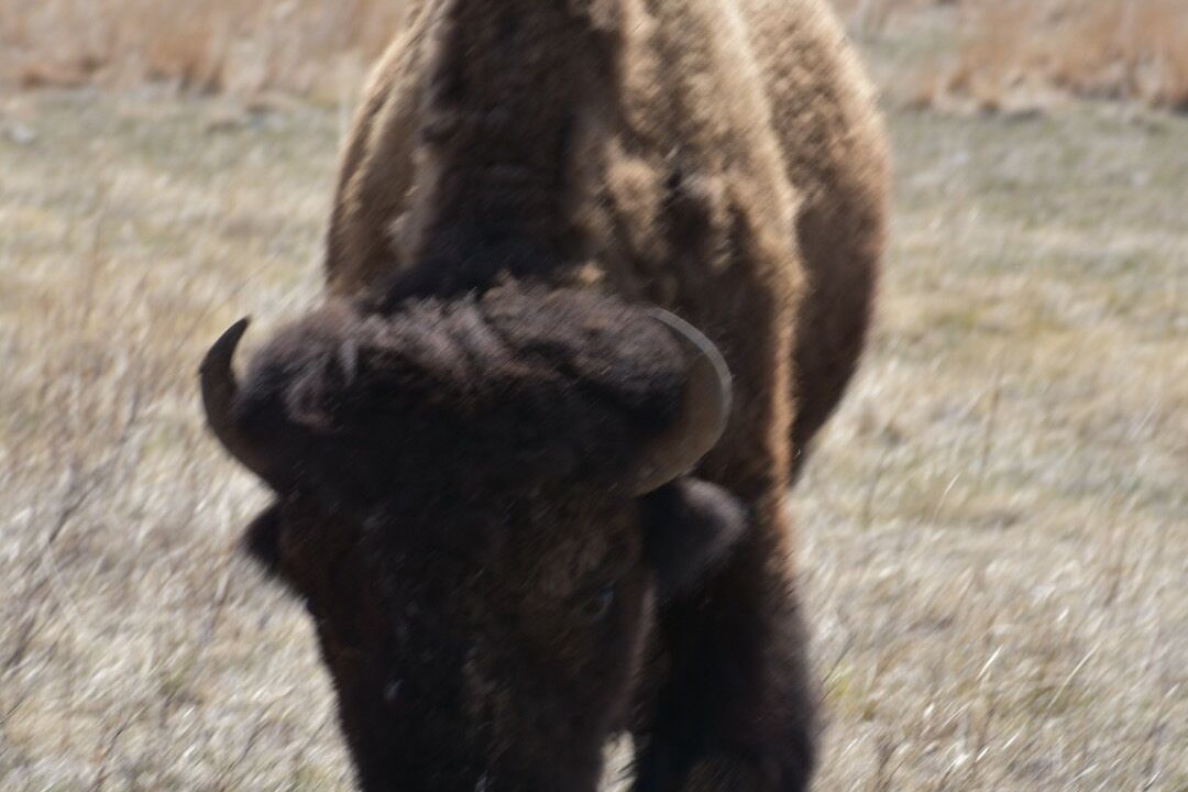 Photo of Others in Custer