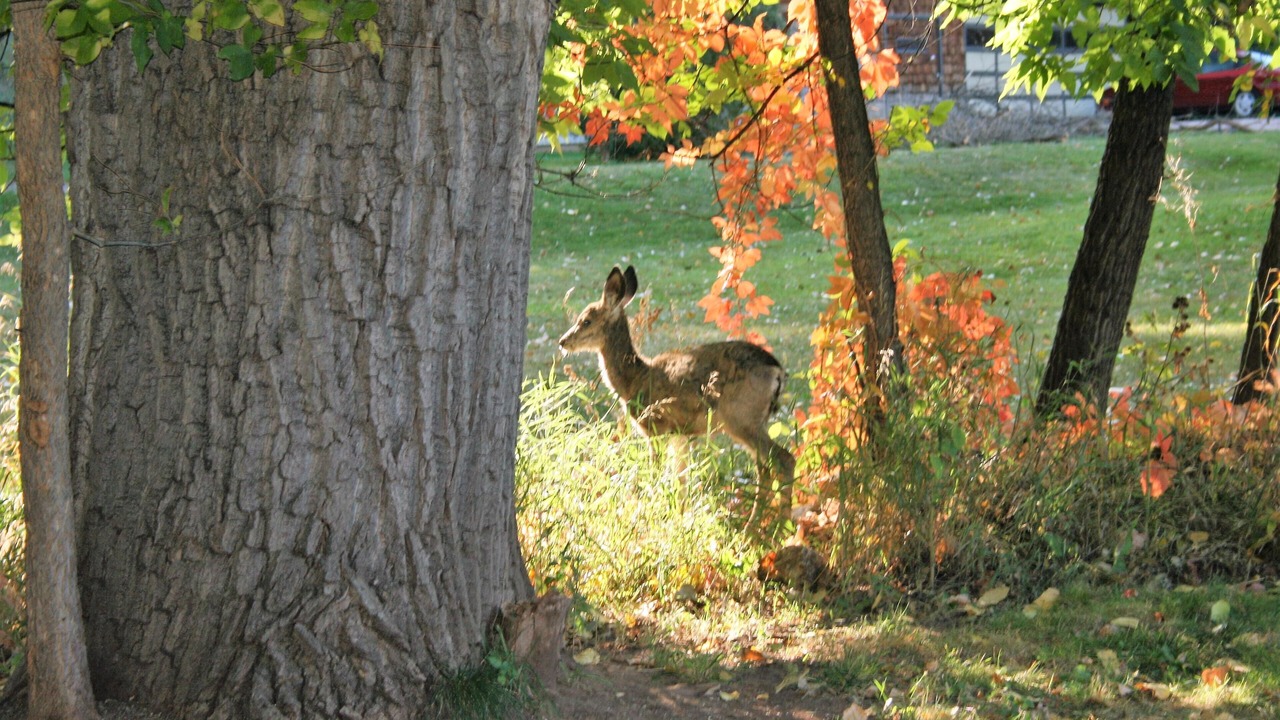 Photo of Outdoor in Rapid City