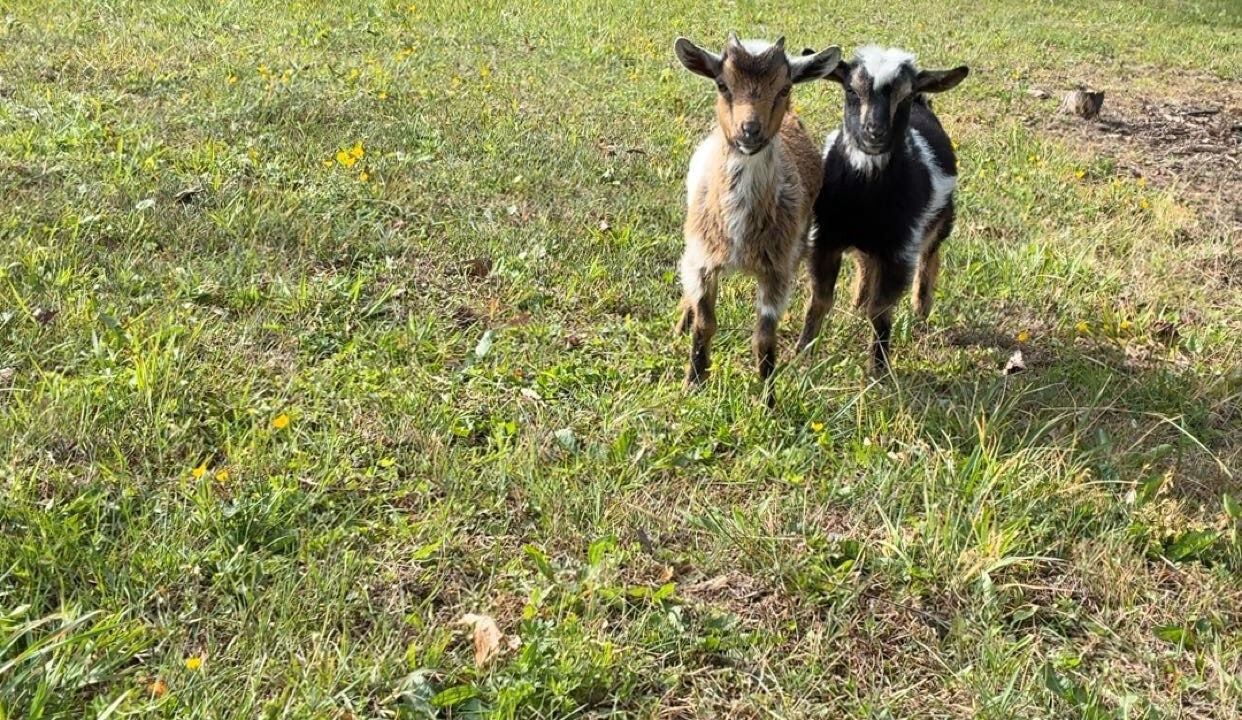 Photo of Others in Mt Lookout
