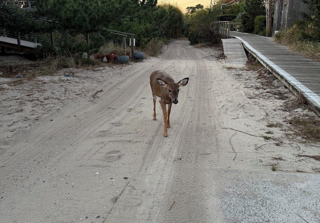 Photo of Others in Fire Island Pines