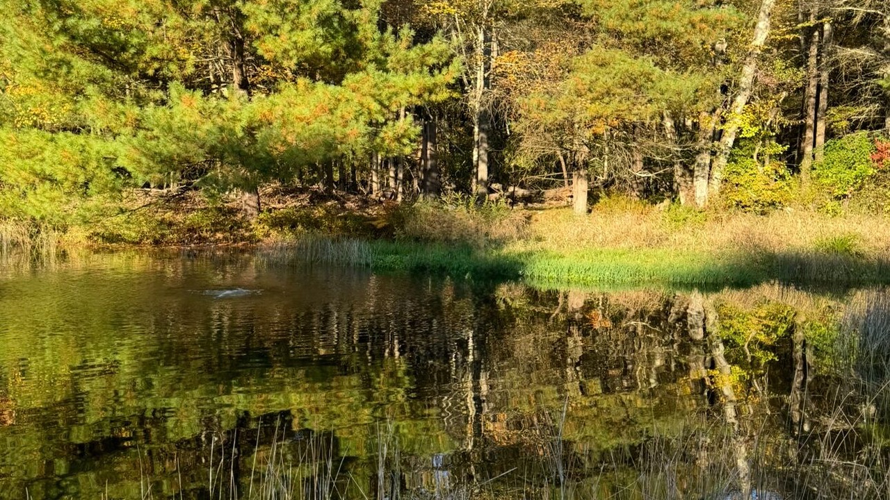 Photo of Others in Sparrow Bush